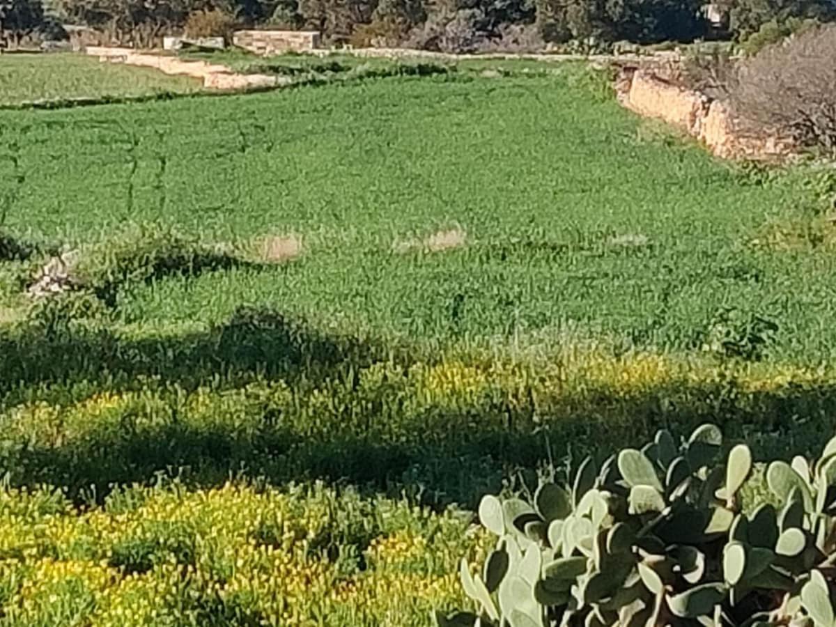 Marsaxlokk Equine Centre بيت للعطل Birżebbuġa
