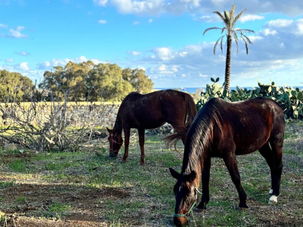 بيت للعطل Marsaxlokk Equine Centre